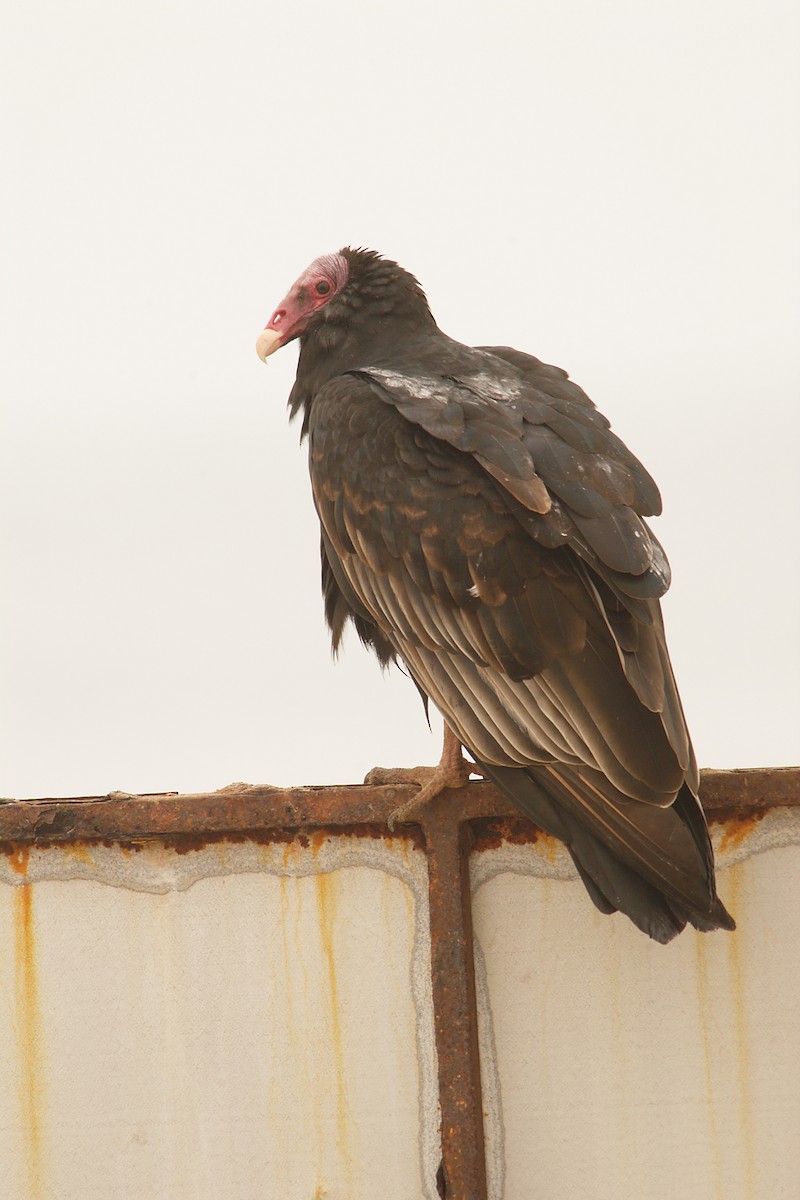 Turkey Vulture - ML22534151
