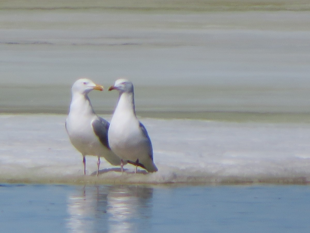 Herring Gull - ML225341571