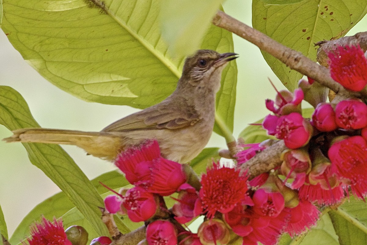 Bulbul à ailes olive - ML225341801