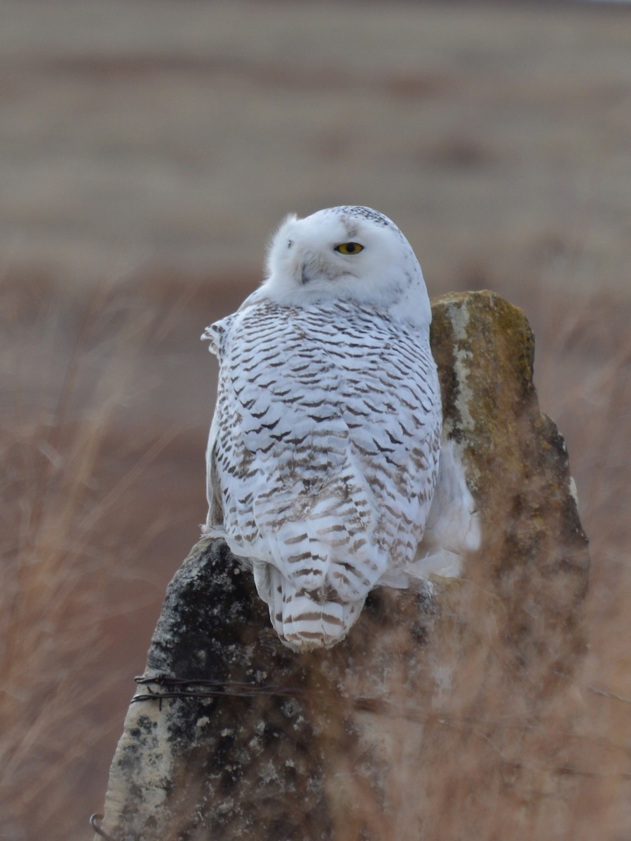 Snowy Owl - ML22534231