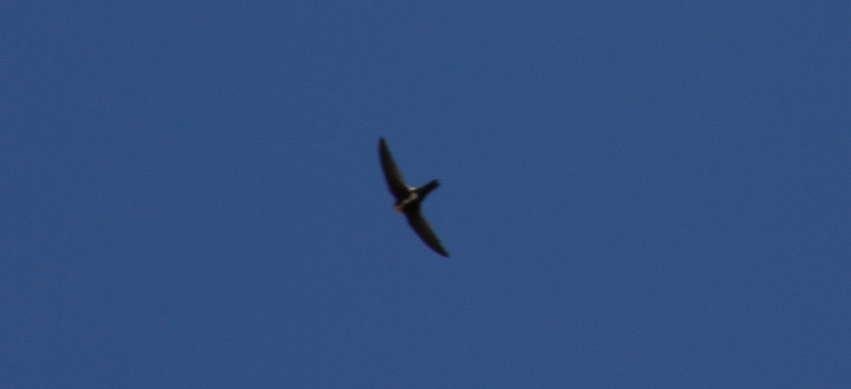White-throated Swift - R.D. Wallace