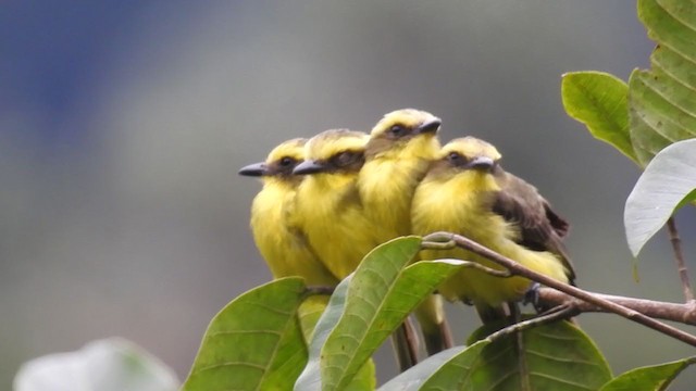 Lemon-browed Flycatcher - ML225343291