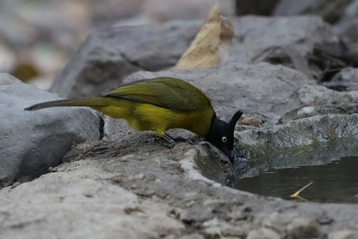 Bulbul à huppe noire - ML225346051