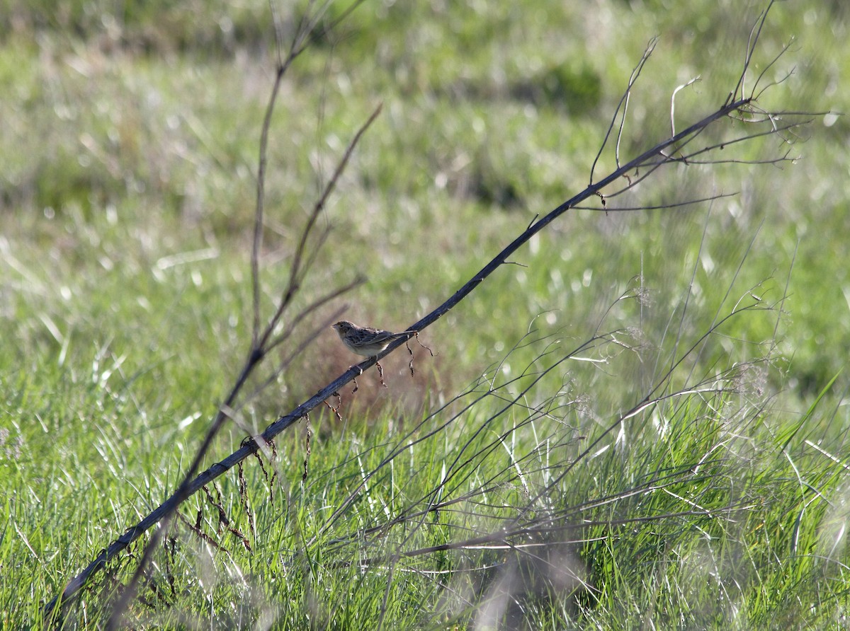 Grasshopper Sparrow - ML225346551