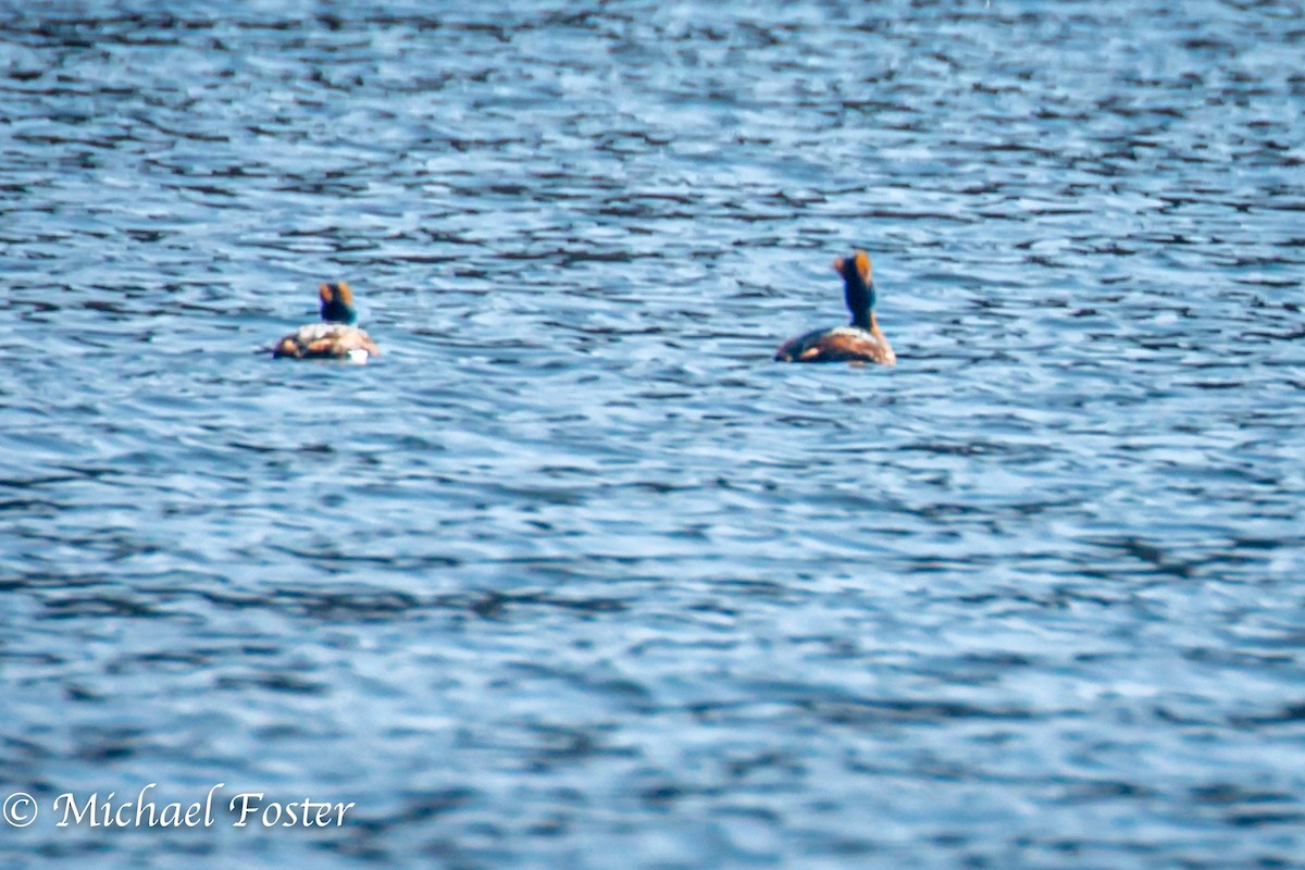 Horned Grebe - ML225348011