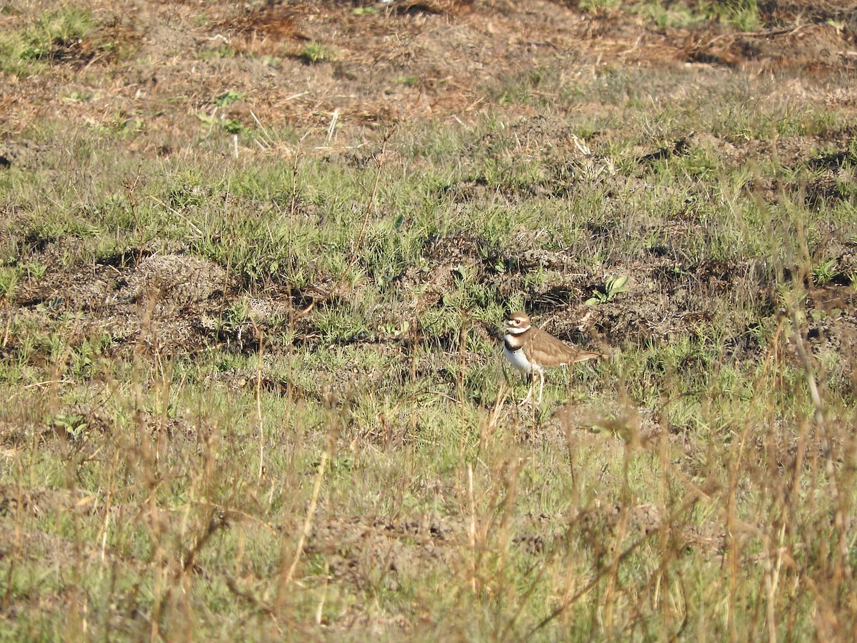 Killdeer - ML22534831