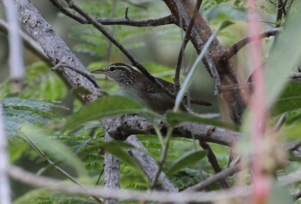 White-bellied Wren - ML225348771