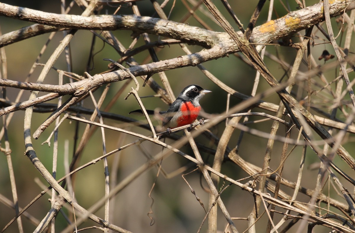 Red-breasted Chat - ML225348881