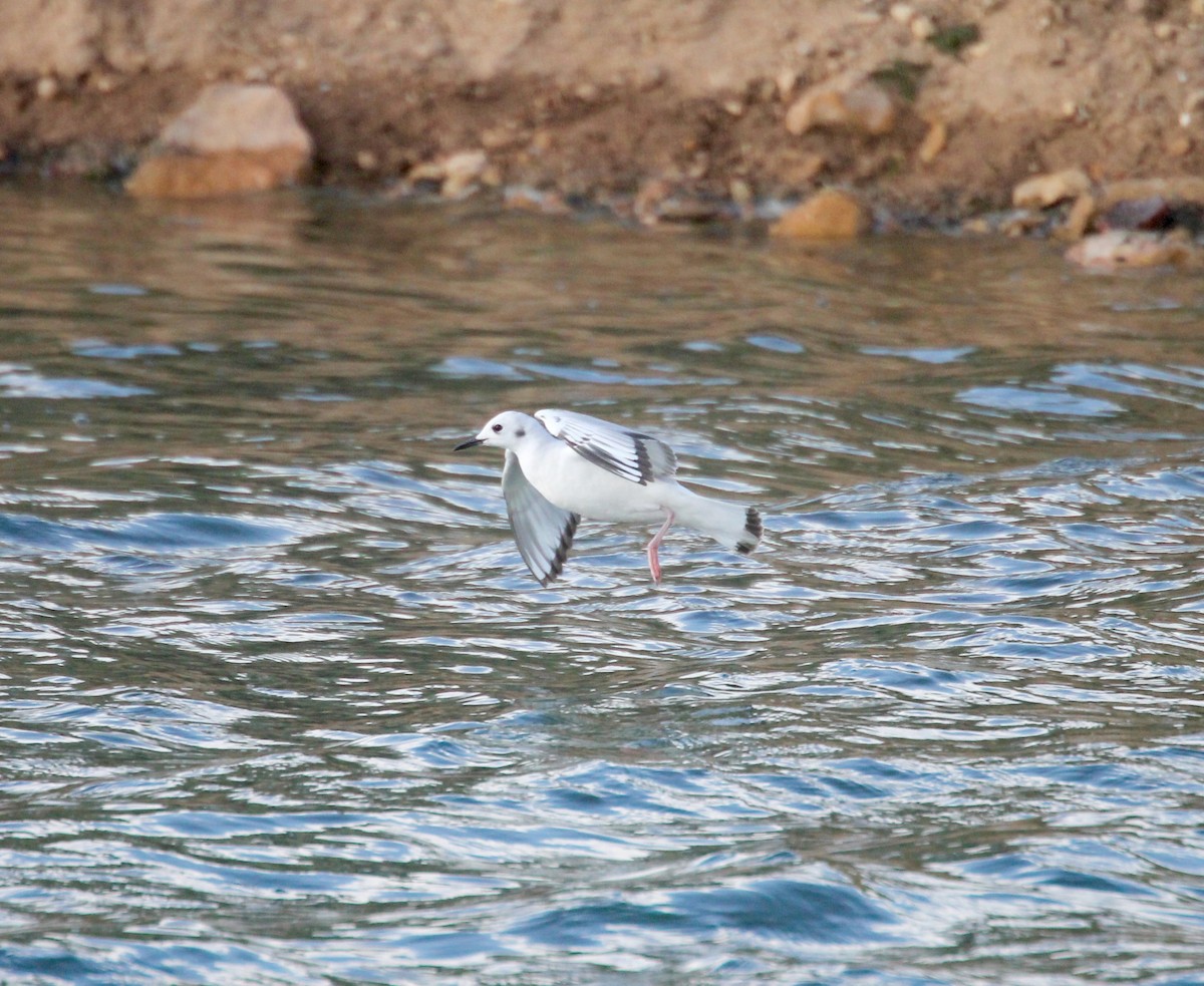 Bonaparte's Gull - ML225350211