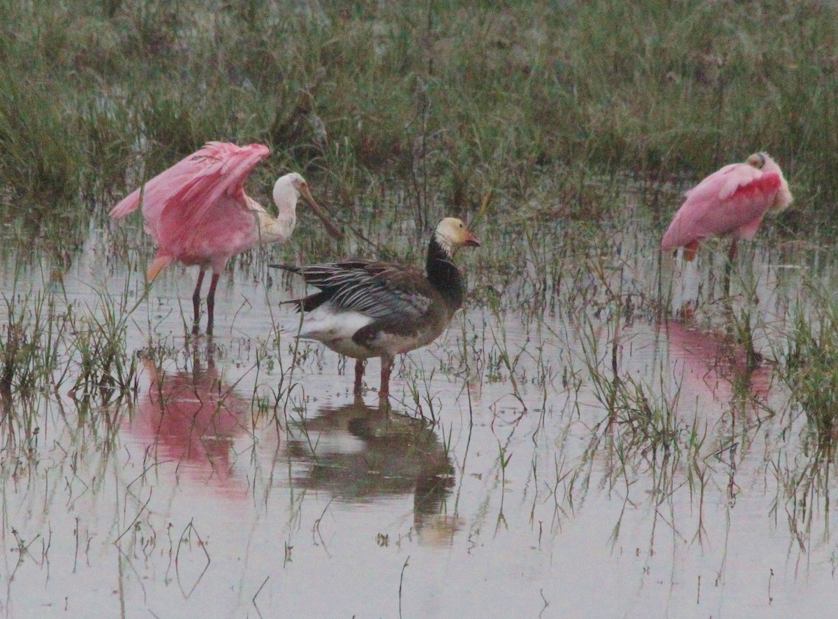 Snow Goose - ML22535031