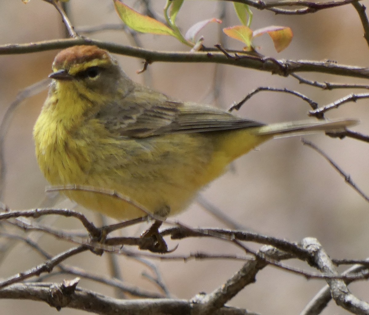 Palm Warbler - ML225350551