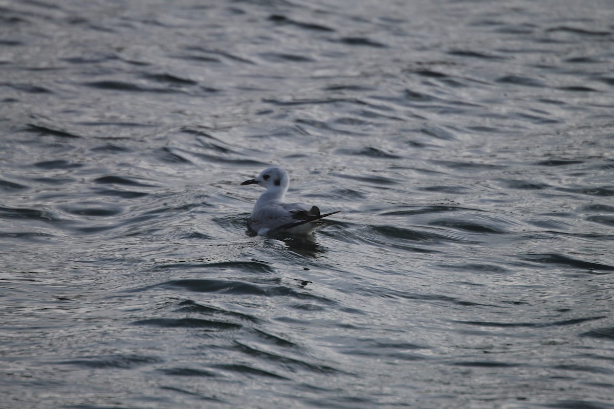 Bonaparte's Gull - ML225351301