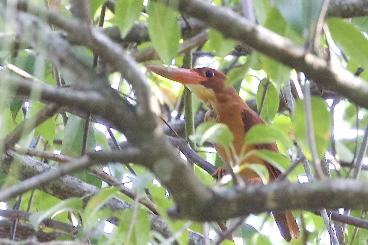 Ruddy Kingfisher - ML225351461