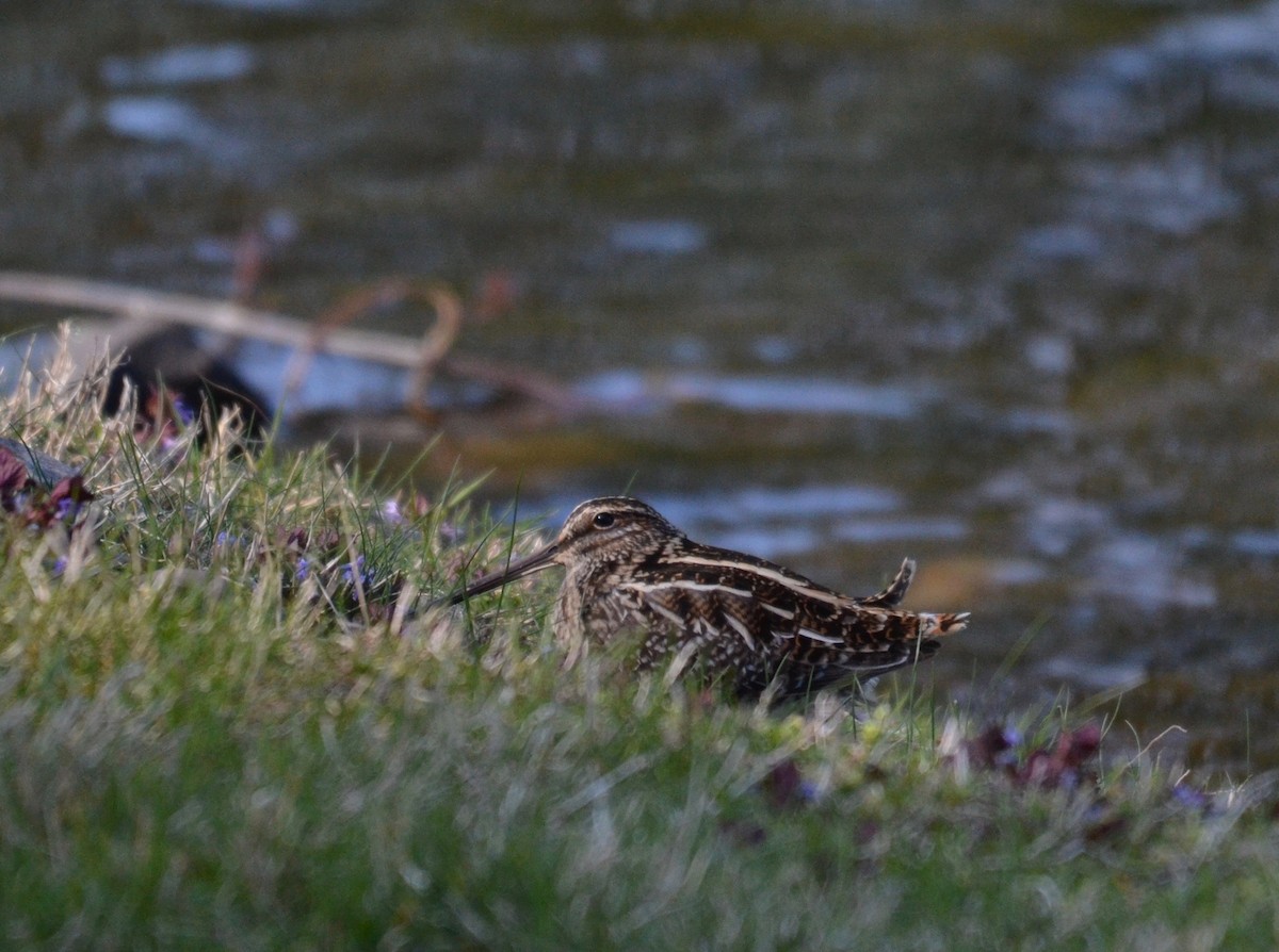 Wilson's Snipe - ML225351471