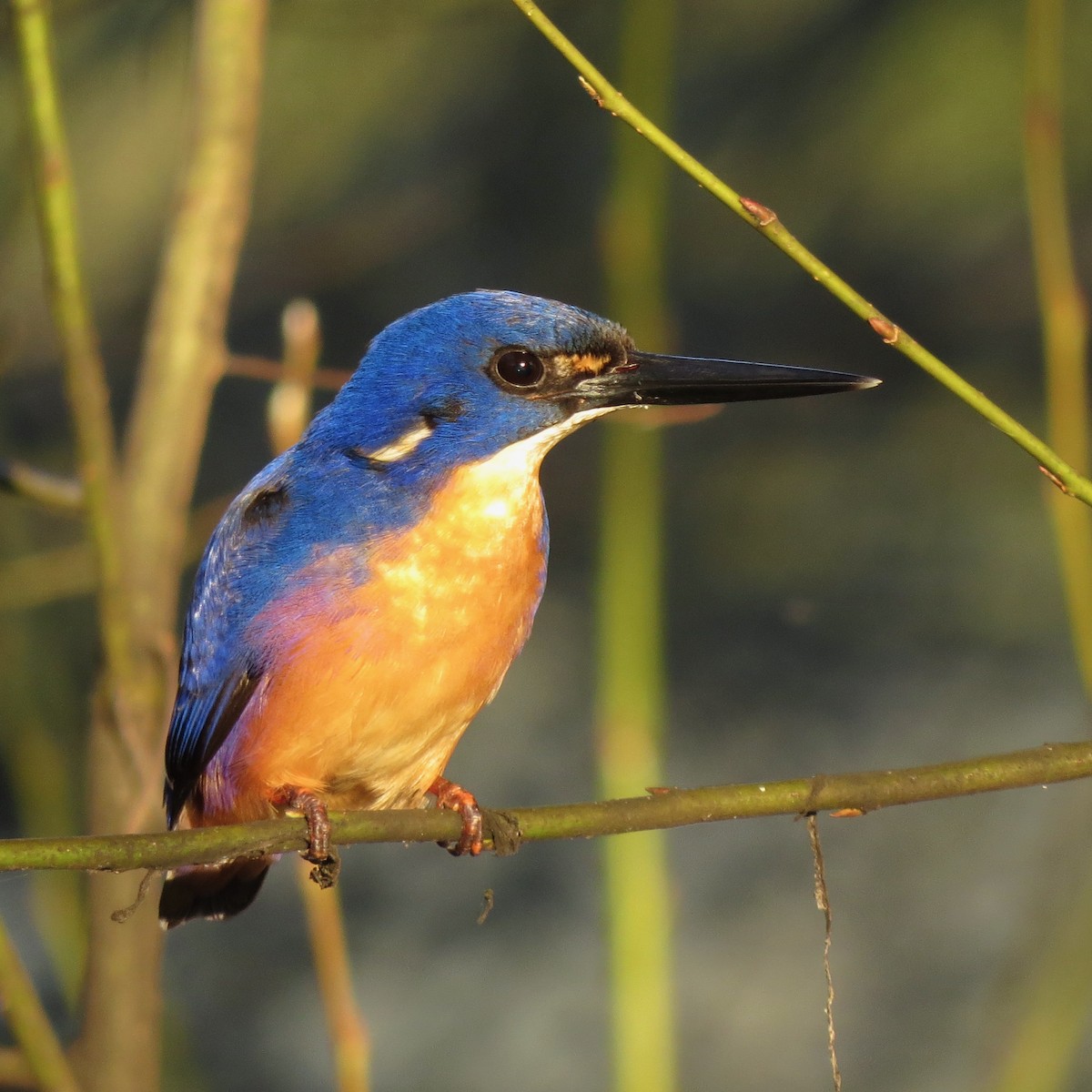 Azure Kingfisher - ML225351911