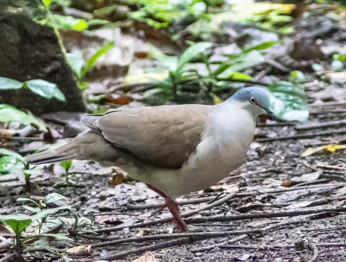 Gray-headed Dove - Robert Bochenek