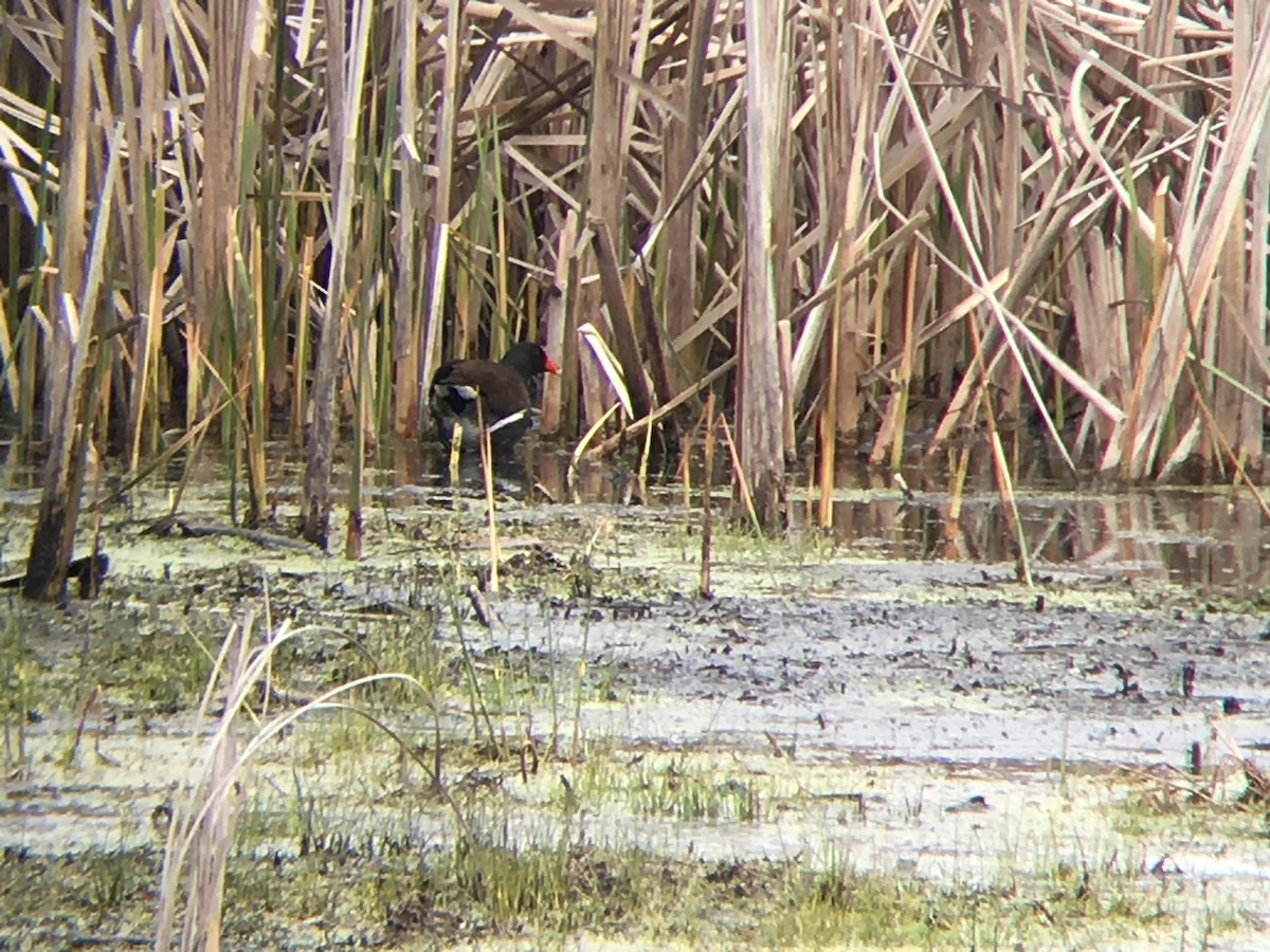 Gallinule d'Amérique - ML225355481