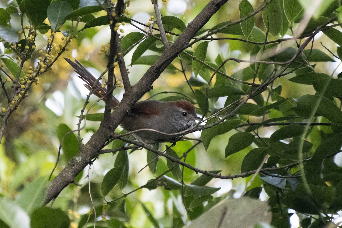 Sooty-fronted Spinetail - ML225355601