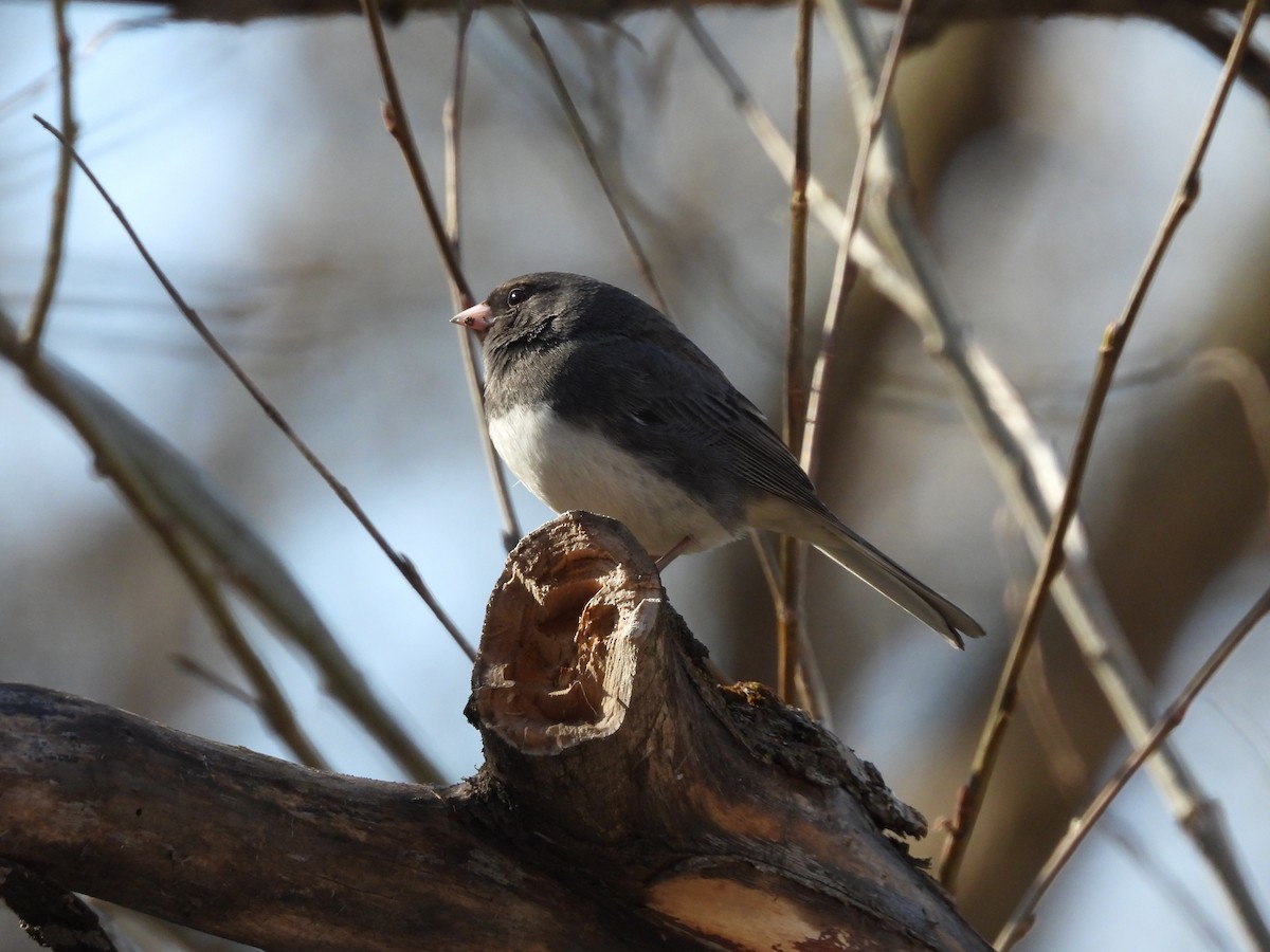 Dark-eyed Junco - Marie-Pierre Rainville