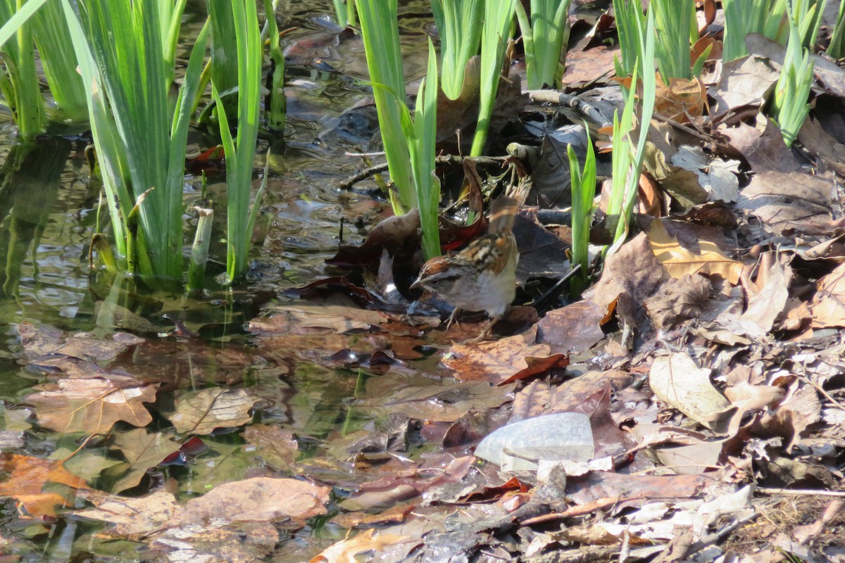 Swamp Sparrow - ML225357101