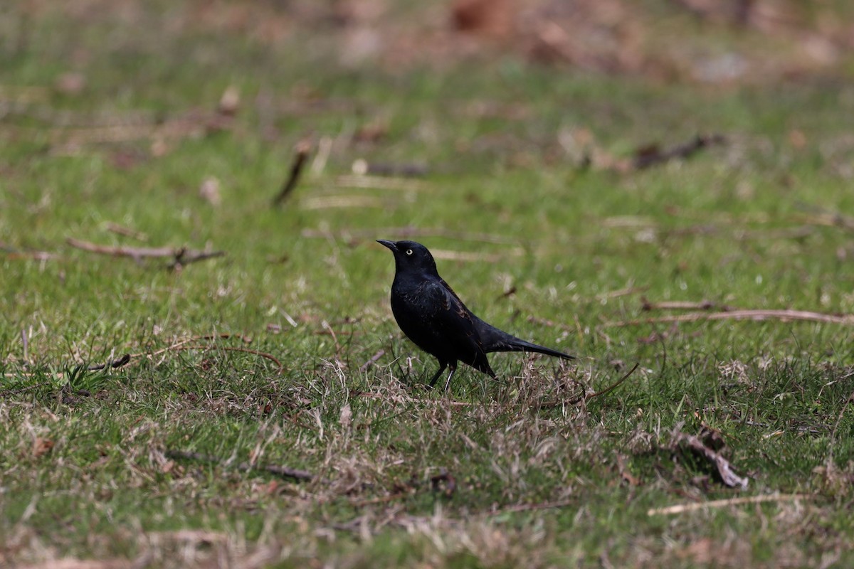 Rusty Blackbird - Wei Lu