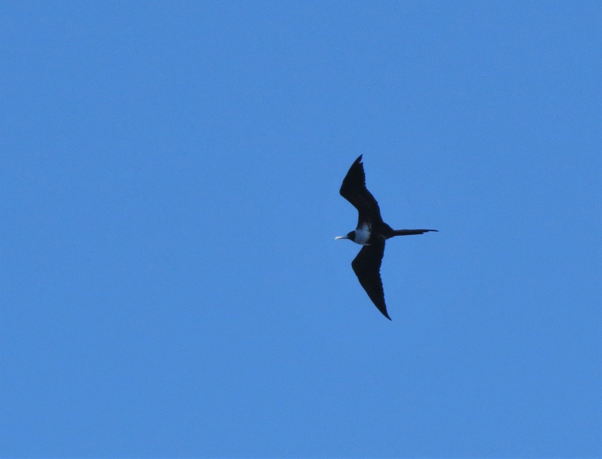 Magnificent Frigatebird - ML22535971