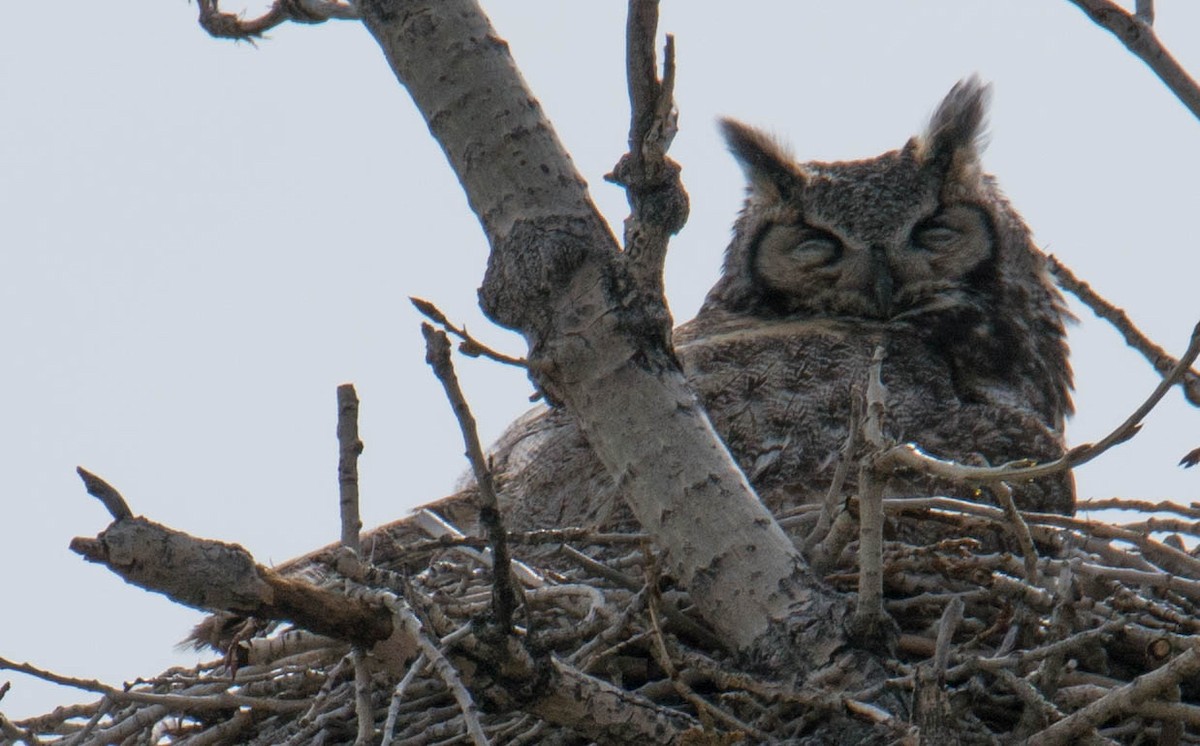 Great Horned Owl - John Salisbury