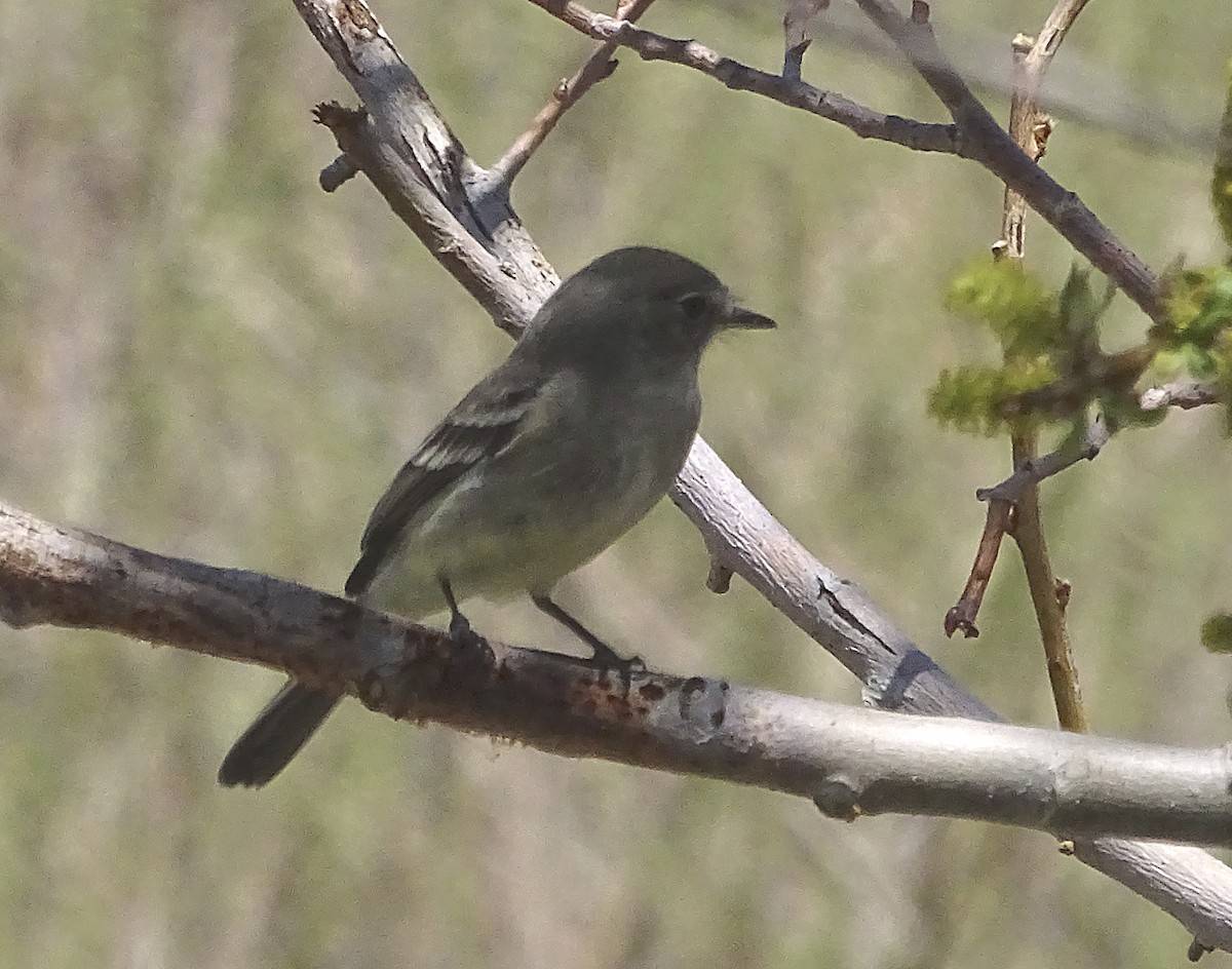 Gray Flycatcher - ML225363191