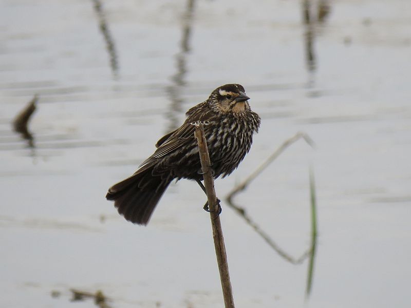 Red-winged Blackbird - ML225363541