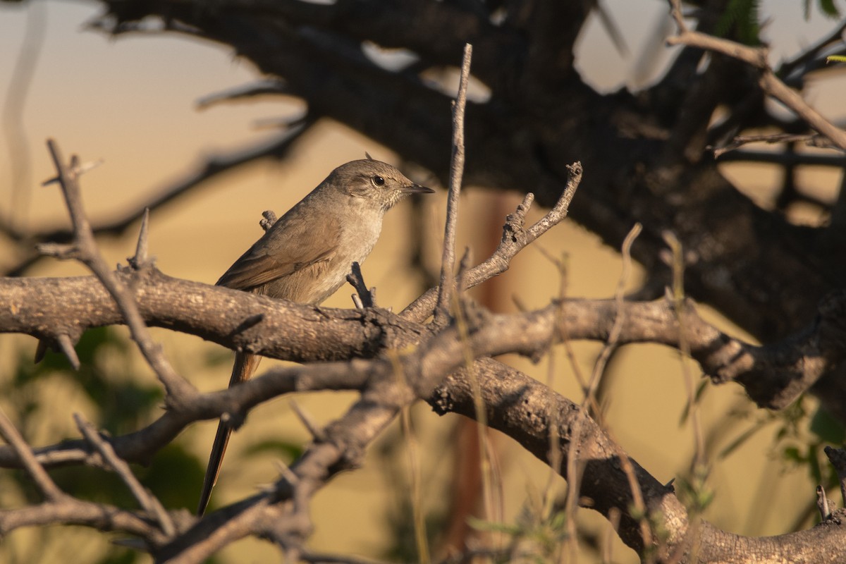 アカアゴカマドドリ - ML225364511