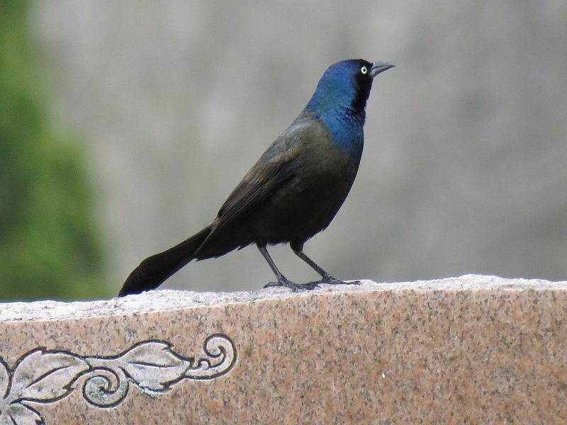 Common Grackle - ML225365221