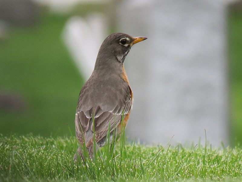 American Robin - ML225365361