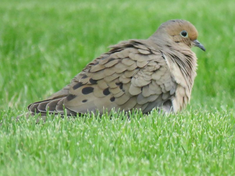 Mourning Dove - ML225365571