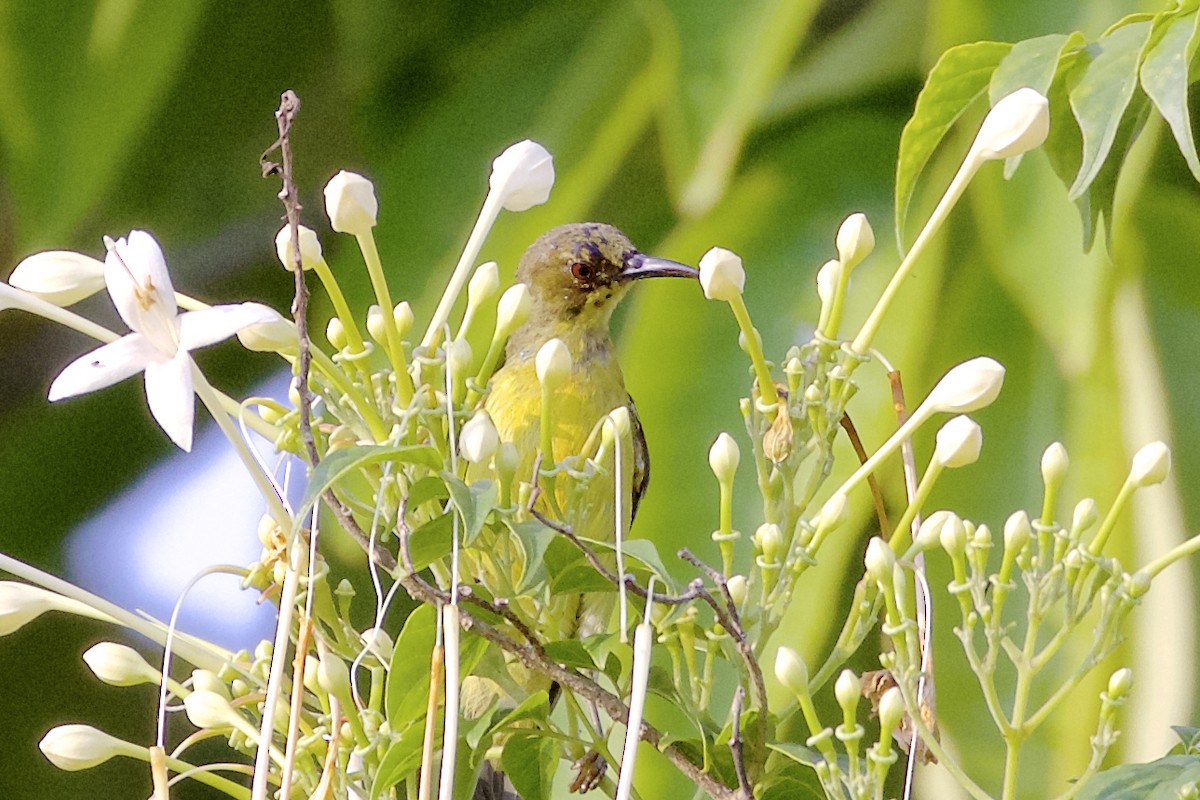 Brown-throated Sunbird - Jeanne Verhulst