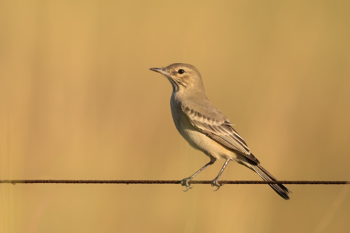 Lesser Shrike-Tyrant - Pablo Re