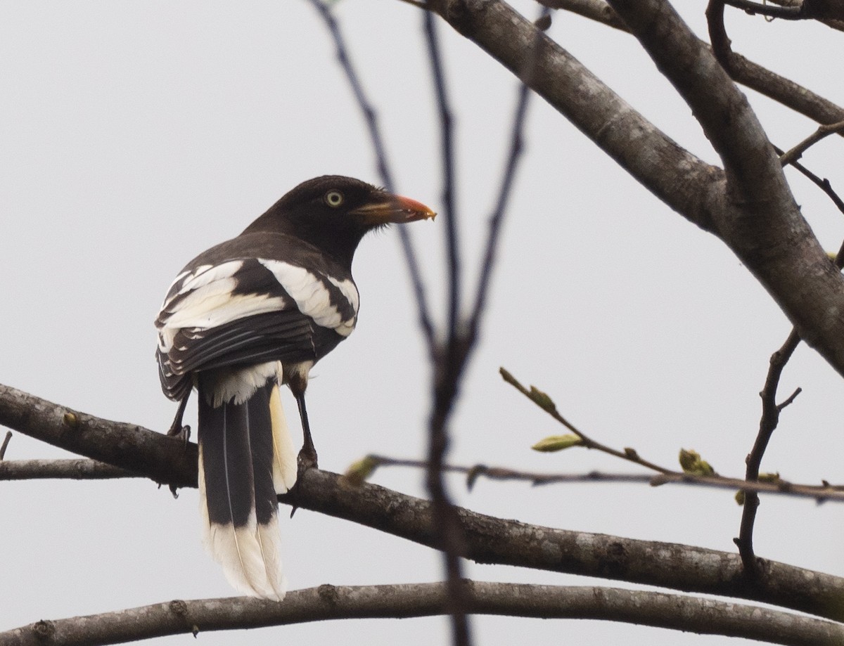 White-winged Magpie - John Sterling