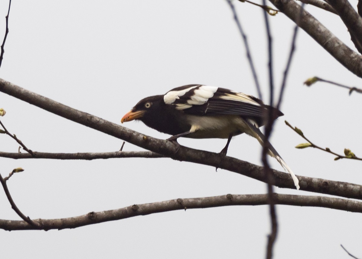 White-winged Magpie - ML225368201