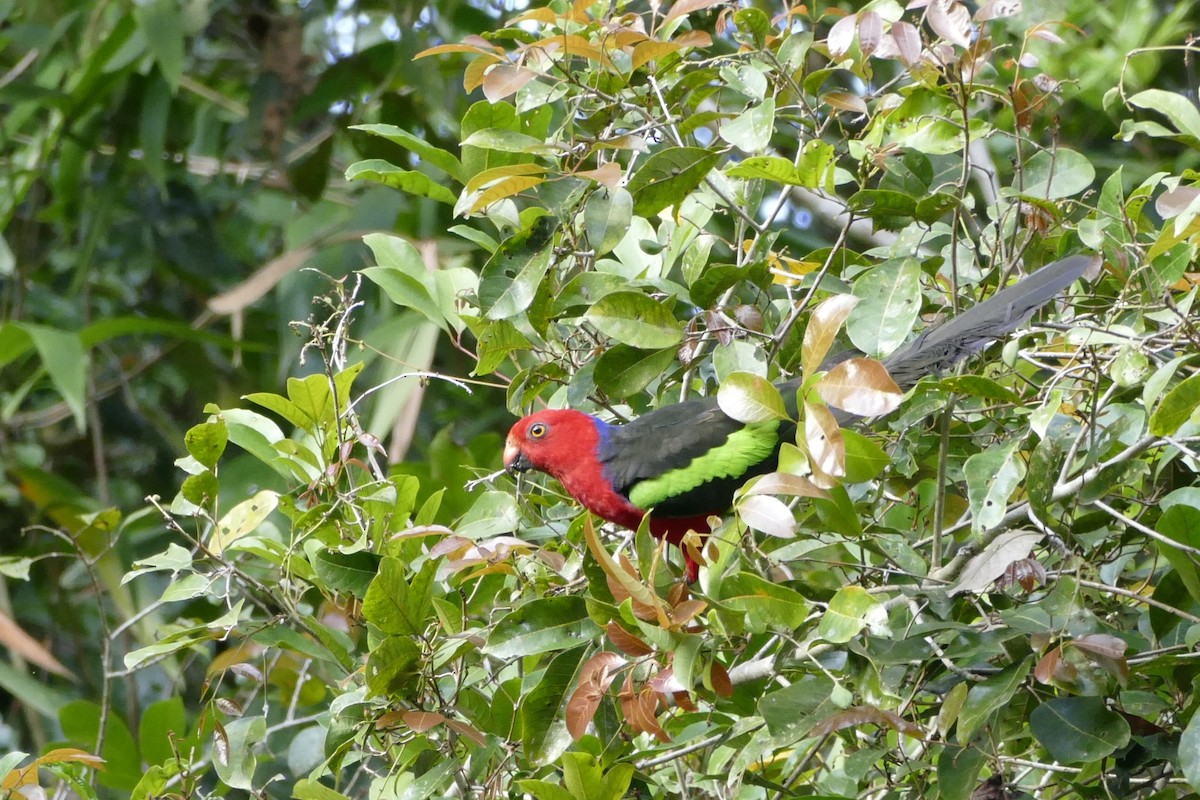 Papuan King-Parrot - Chris Barnes