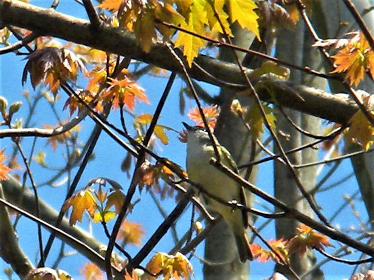 eremittvireo - ML225368931