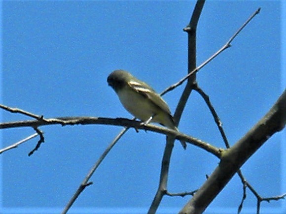 eremittvireo - ML225369161