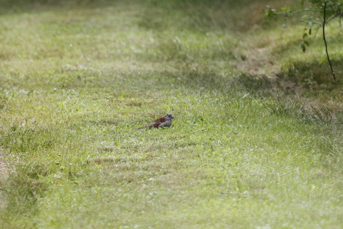 White-throated Sparrow - ML22536921