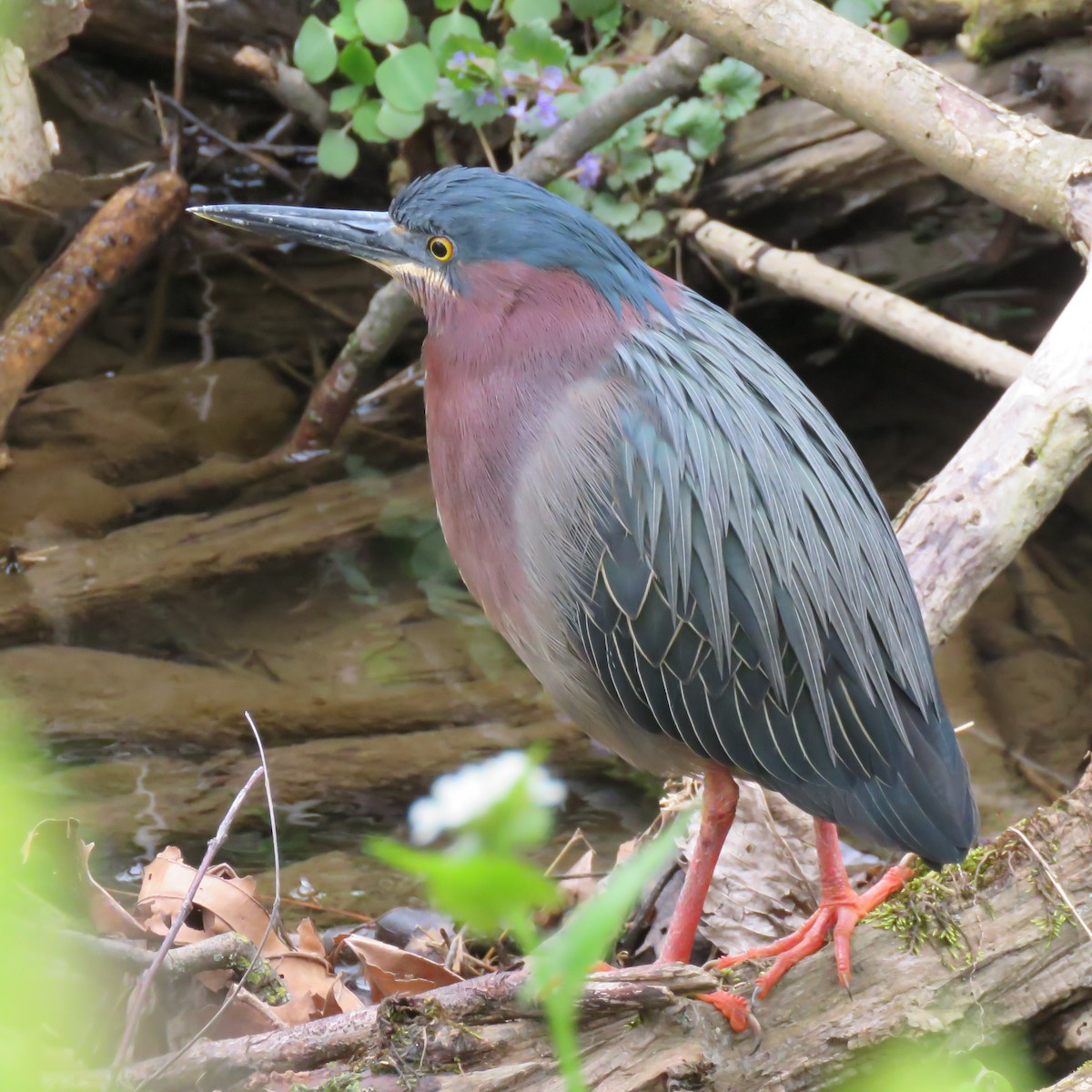 Green Heron - Seth McComsey