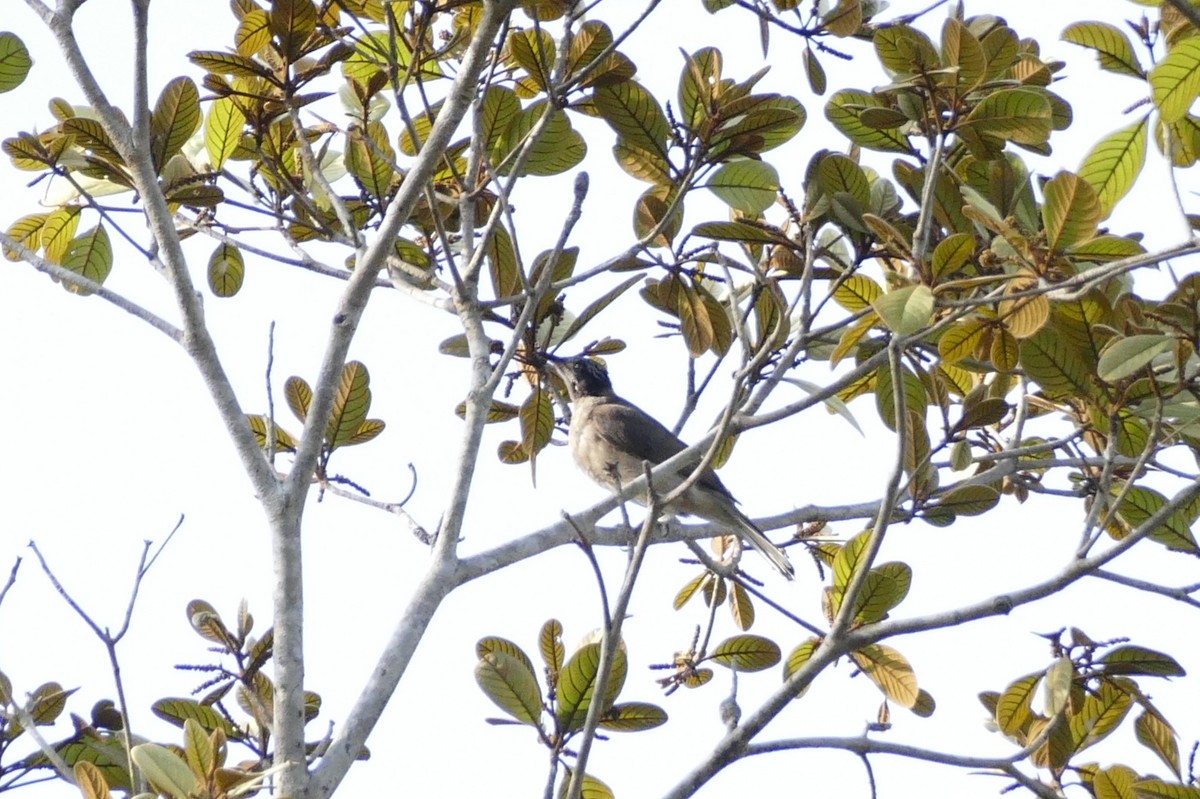 Streak-headed Honeyeater - ML22536951