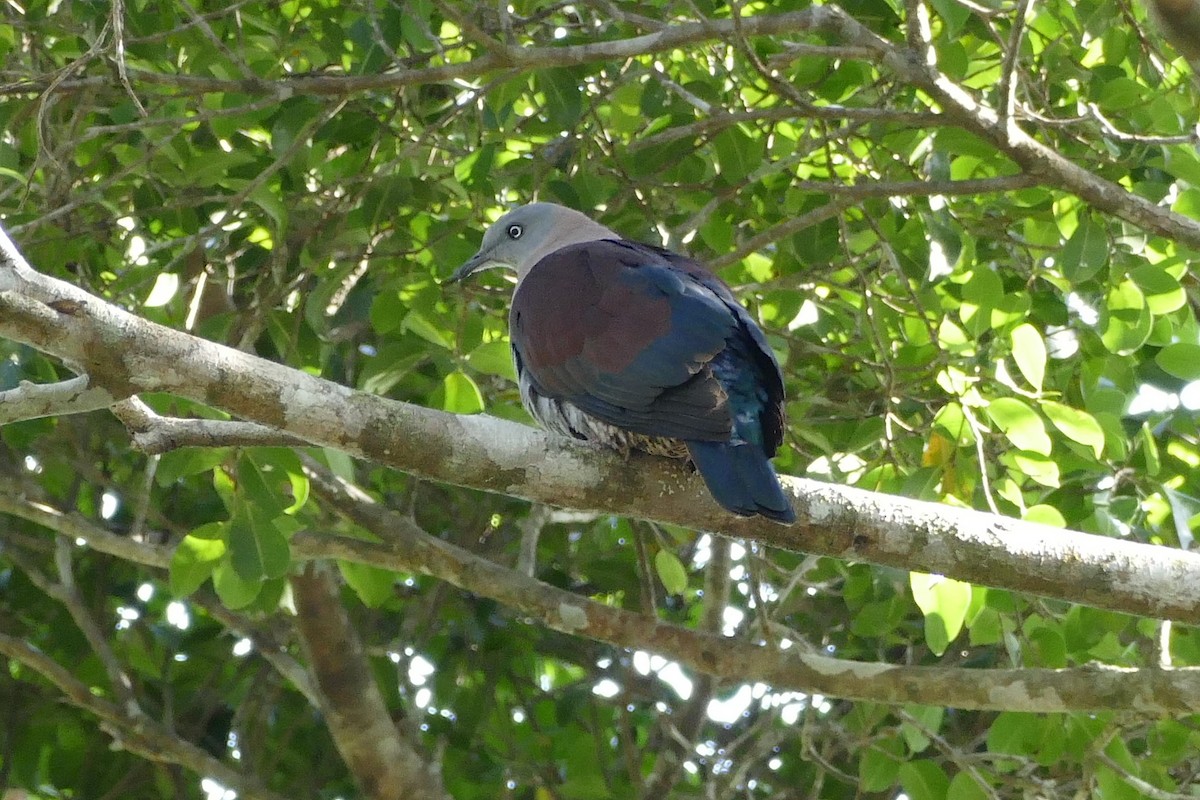 Zoe's Imperial-Pigeon - Chris Barnes