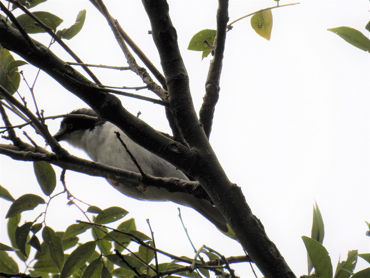 Hooded Tanager - ML225371071