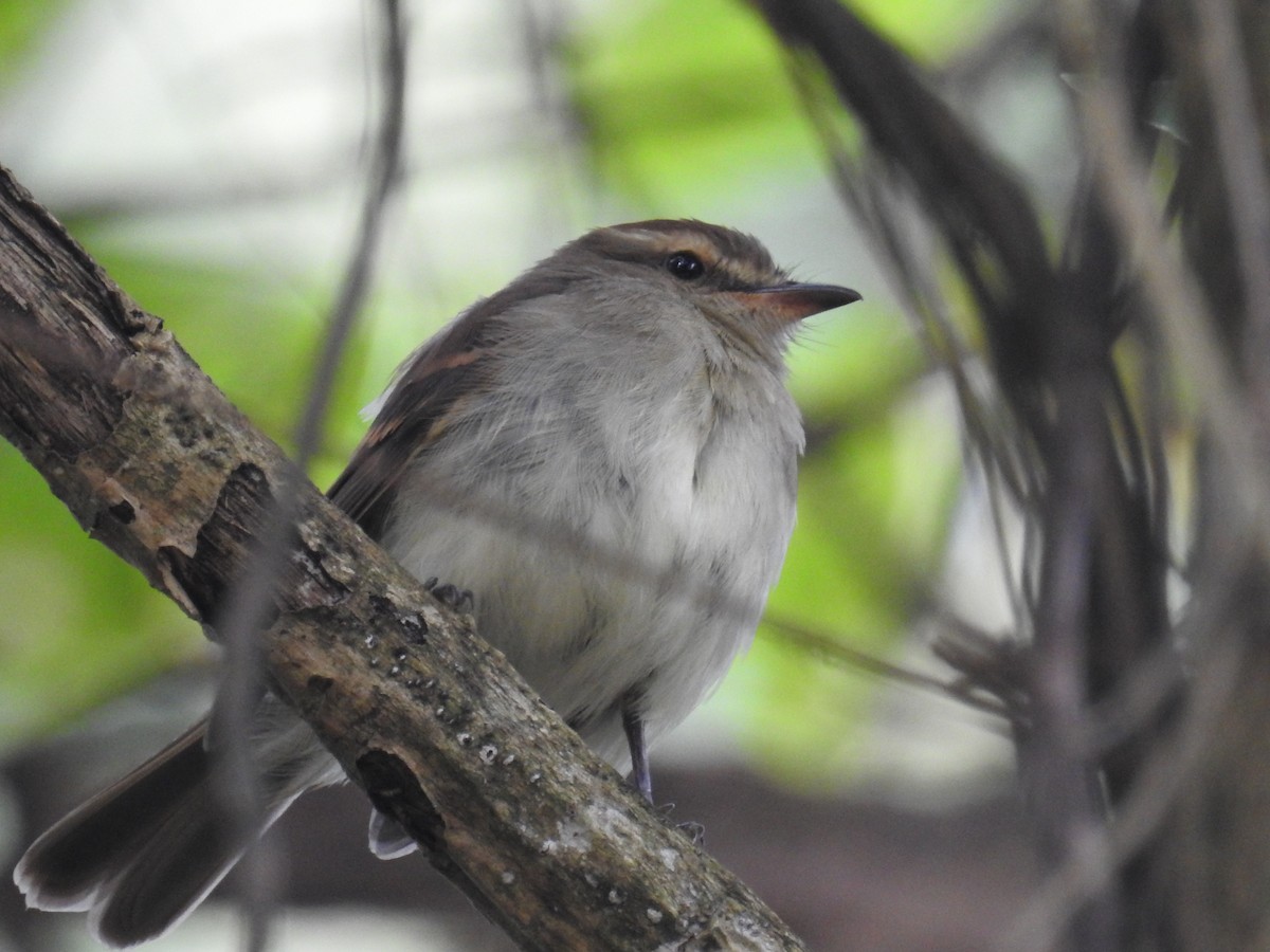 Fuscous Flycatcher - dario wendeler