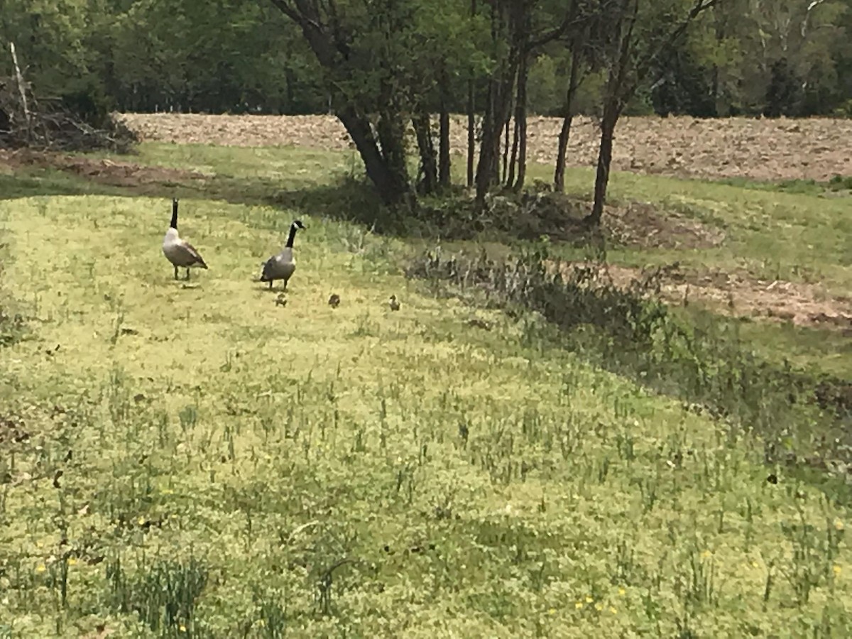 Canada Goose - ML225371321