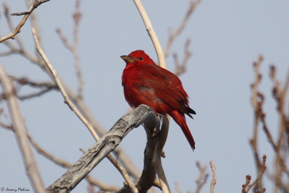 Summer Tanager - ML22537151