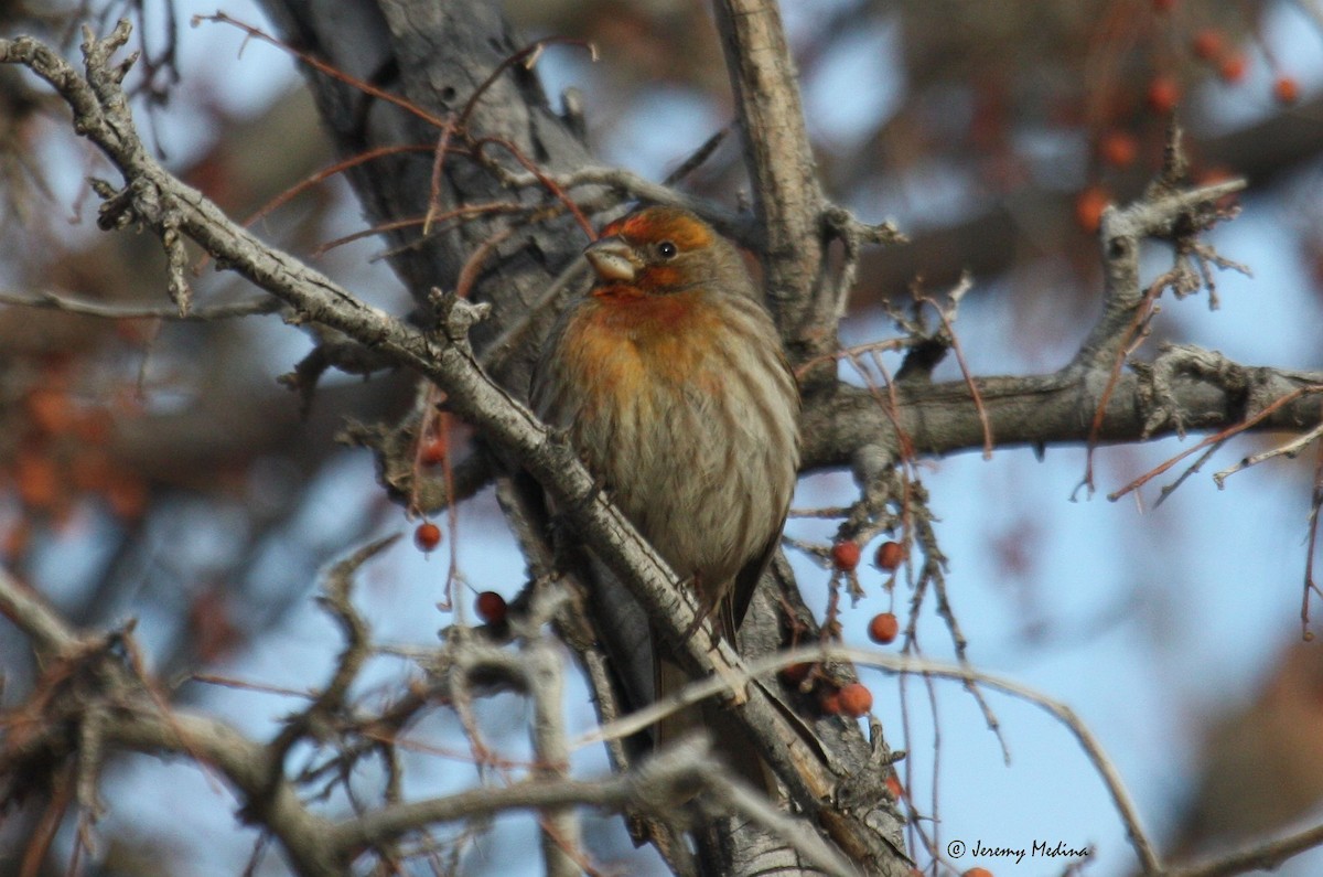 House Finch - ML22537171