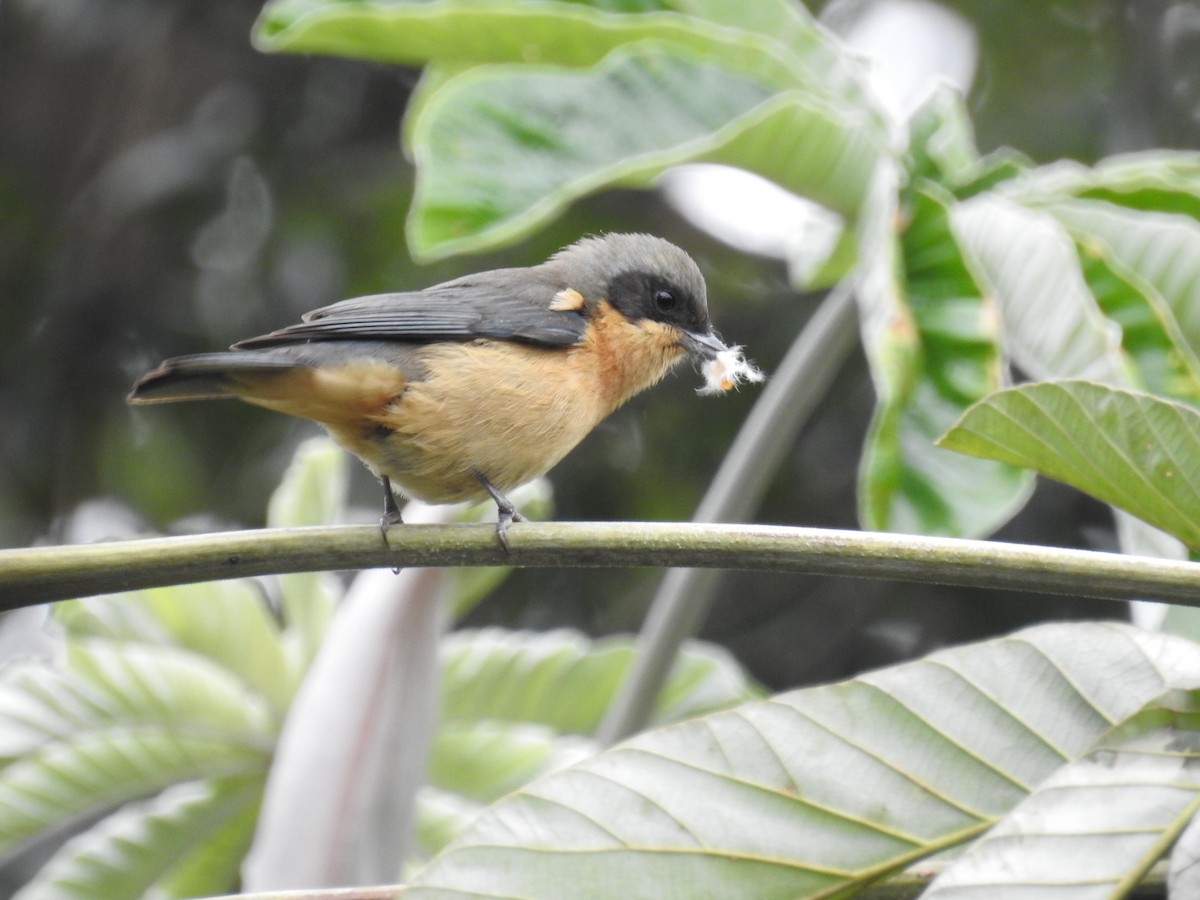 Fawn-breasted Tanager - dario wendeler